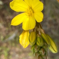 Bulbine bulbosa (Golden Lily, Bulbine Lily) at Fentons Creek, VIC - 6 Sep 2022 by KL