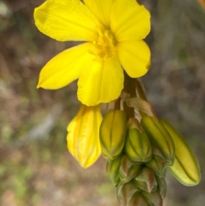 Bulbine bulbosa at Fentons Creek, VIC - 6 Sep 2022 09:27 AM