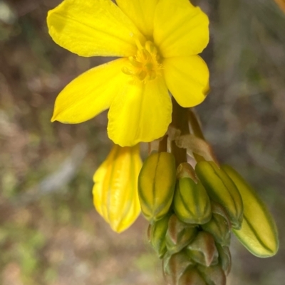 Bulbine bulbosa (Golden Lily) at Fentons Creek, VIC - 5 Sep 2022 by KL