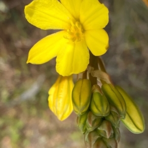 Bulbine bulbosa (Golden Lily) at Fentons Creek, VIC by KL