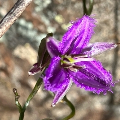 Thysanotus patersonii (Twining Fringe Lily) at Suttons Dam - 7 Sep 2022 by KL