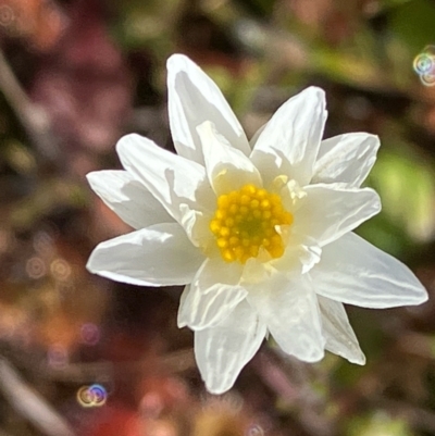 Leucochrysum albicans at Fentons Creek, VIC - 7 Sep 2022 by KL