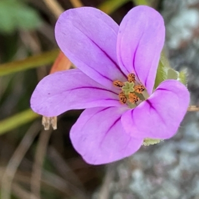 Erodium sp. (A Storksbill) at Fentons Creek, VIC - 6 Sep 2022 by KL