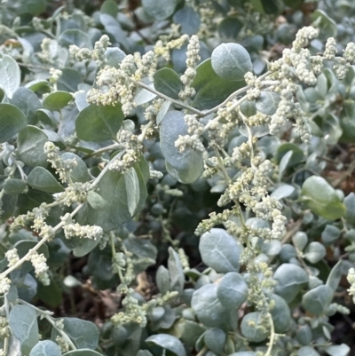 Atriplex nummularia (Old Man Saltbush) at Balranald, NSW - 29 Aug 2022 by JaneR