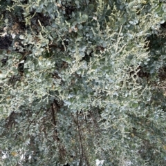 Atriplex nummularia at Balranald, NSW - 29 Aug 2022