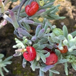 Enchylaena tomentosa at Balranald, NSW - 29 Aug 2022