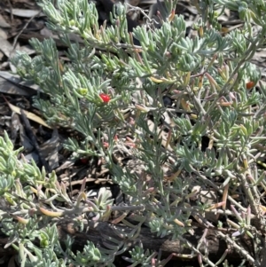 Enchylaena tomentosa at Balranald, NSW - 29 Aug 2022