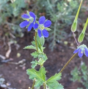 Erodium crinitum at Balranald, NSW - 29 Aug 2022