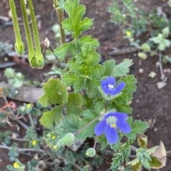 Erodium crinitum at Balranald, NSW - 29 Aug 2022 12:57 PM