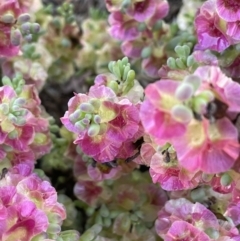 Maireana erioclada (Rosy Bluebush) at Balranald, NSW - 29 Aug 2022 by JaneR