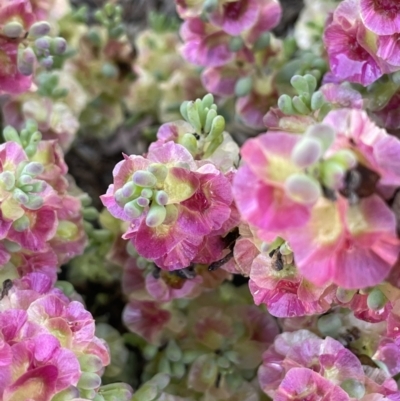 Maireana erioclada (Rosy Bluebush) at Balranald, NSW - 29 Aug 2022 by JaneR