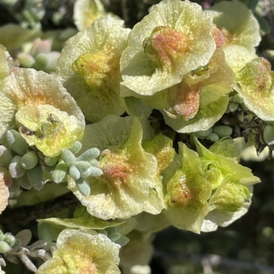 Maireana pyramidata (Sago Bush) at Balranald, NSW - 29 Aug 2022 by JaneR