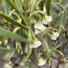 Eremophila deserti (Turkey Bush) at Balranald, NSW - 29 Aug 2022 by JaneR