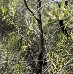 Eremophila deserti at Balranald, NSW - 29 Aug 2022 12:49 PM