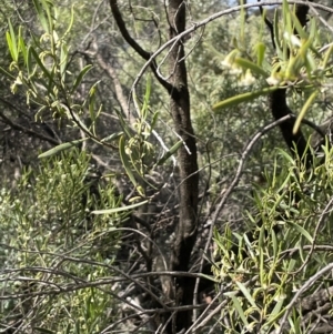 Eremophila deserti at Balranald, NSW - 29 Aug 2022