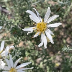 Olearia pimeleoides (Pimelea Daisy-bush) at Balranald, NSW - 29 Aug 2022 by JaneR