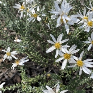 Olearia pimeleoides at Balranald, NSW - 29 Aug 2022