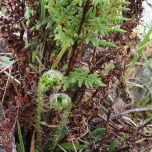 Cheilanthes austrotenuifolia at Molonglo Valley, ACT - 6 Sep 2022 09:22 AM