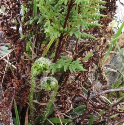 Cheilanthes austrotenuifolia (Rock Fern) at Molonglo Valley, ACT - 5 Sep 2022 by sangio7