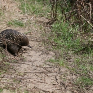 Tachyglossus aculeatus at Paddys River, ACT - 4 Sep 2022