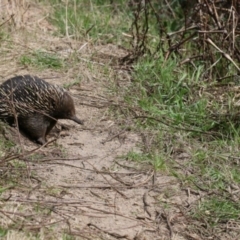 Tachyglossus aculeatus (Short-beaked Echidna) at Paddys River, ACT - 4 Sep 2022 by PeterR
