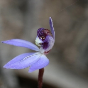 Cyanicula caerulea at Stromlo, ACT - 4 Sep 2022