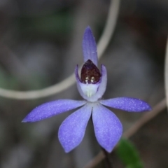 Cyanicula caerulea at Stromlo, ACT - suppressed