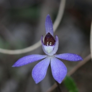 Cyanicula caerulea at Stromlo, ACT - suppressed