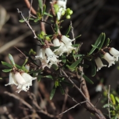 Cryptandra amara (Bitter Cryptandra) at Gungaderra Grasslands - 27 Aug 2022 by michaelb