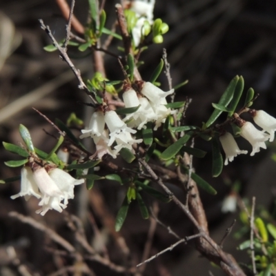 Cryptandra amara (Bitter Cryptandra) at Crace, ACT - 27 Aug 2022 by MichaelBedingfield