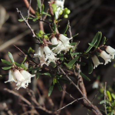 Cryptandra amara (Bitter Cryptandra) at Crace, ACT - 27 Aug 2022 by michaelb