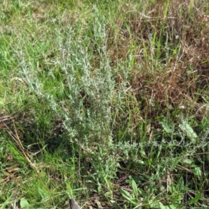 Vittadinia gracilis at Molonglo Valley, ACT - 6 Sep 2022