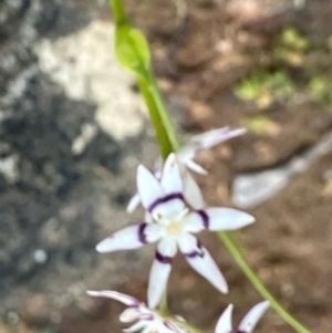 Wurmbea dioica subsp. dioica (Early Nancy) at Fentons Creek, VIC by KL