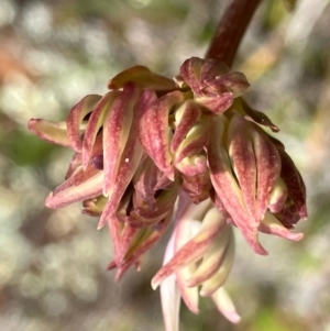 Burchardia umbellata at Fentons Creek, VIC - 7 Sep 2022