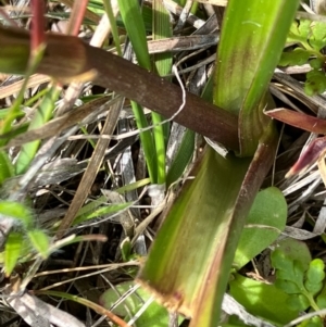 Burchardia umbellata at Fentons Creek, VIC - suppressed