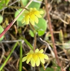 Goodenia pusilliflora at Suttons Dam - 5 Sep 2022 by KL