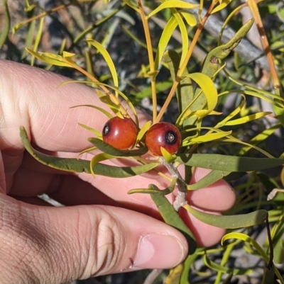 Lysiana exocarpi subsp. exocarpi (Harlequin Mistletoe) at Living Desert State Park - 2 Sep 2022 by Darcy