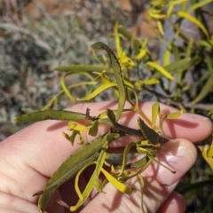 Lysiana exocarpi subsp. exocarpi at Silverton, NSW - 2 Sep 2022