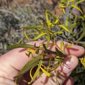 Lysiana exocarpi subsp. exocarpi at Silverton, NSW - 2 Sep 2022