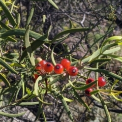 Lysiana exocarpi subsp. exocarpi (Harlequin Mistletoe) at Silverton, NSW - 2 Sep 2022 by Darcy