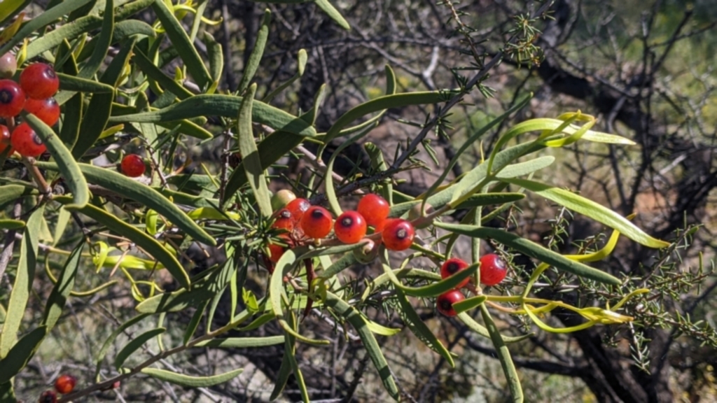 Lysiana exocarpi subsp. exocarpi at Silverton, NSW - 2 Sep 2022