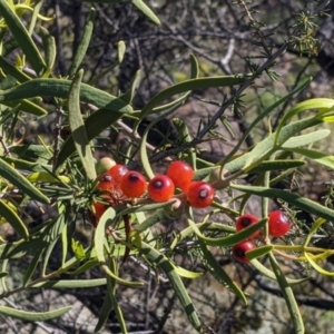Lysiana exocarpi subsp. exocarpi (Harlequin Mistletoe) at Silverton, NSW by Darcy