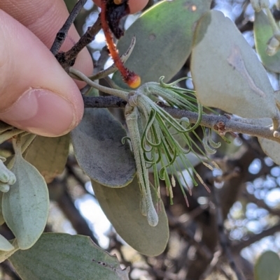 Amyema maidenii subsp. maidenii (Pale-leaved Mistletoe) at Silverton, NSW - 2 Sep 2022 by Darcy