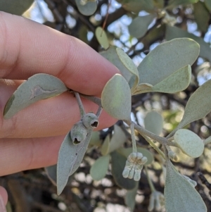 Amyema maidenii subsp. maidenii at Silverton, NSW - 2 Sep 2022