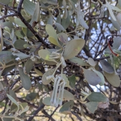 Amyema maidenii subsp. maidenii at Silverton, NSW - 2 Sep 2022