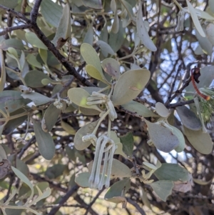 Amyema maidenii subsp. maidenii at Silverton, NSW - 2 Sep 2022