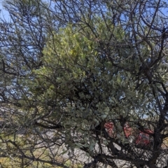 Amyema maidenii subsp. maidenii at Silverton, NSW - 2 Sep 2022