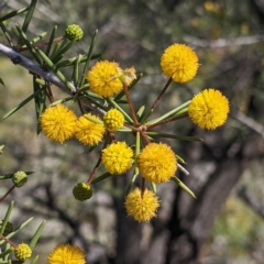 Acacia tetragonophylla (Dead Finish, Kurara) at Silverton, NSW - 2 Sep 2022 by Darcy