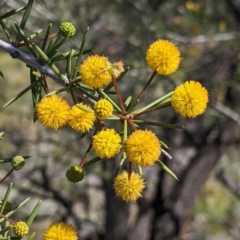 Acacia tetragonophylla (Dead Finish) at Living Desert State Park - 2 Sep 2022 by Darcy