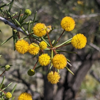 Acacia tetragonophylla (Dead Finish) at Living Desert State Park - 2 Sep 2022 by Darcy